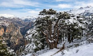 Cedars of God in Winter Cedars of God ancient trees covered in snow, visual heart of Lebanon landscape